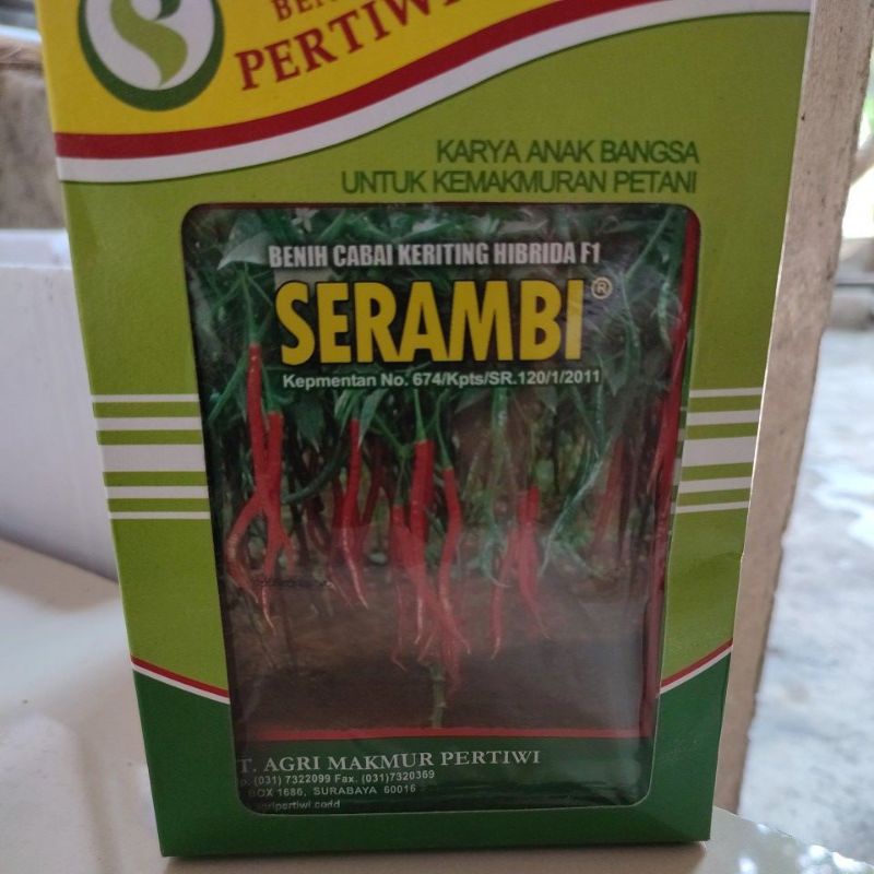 benih cabe keriting hibrida F1 serambi