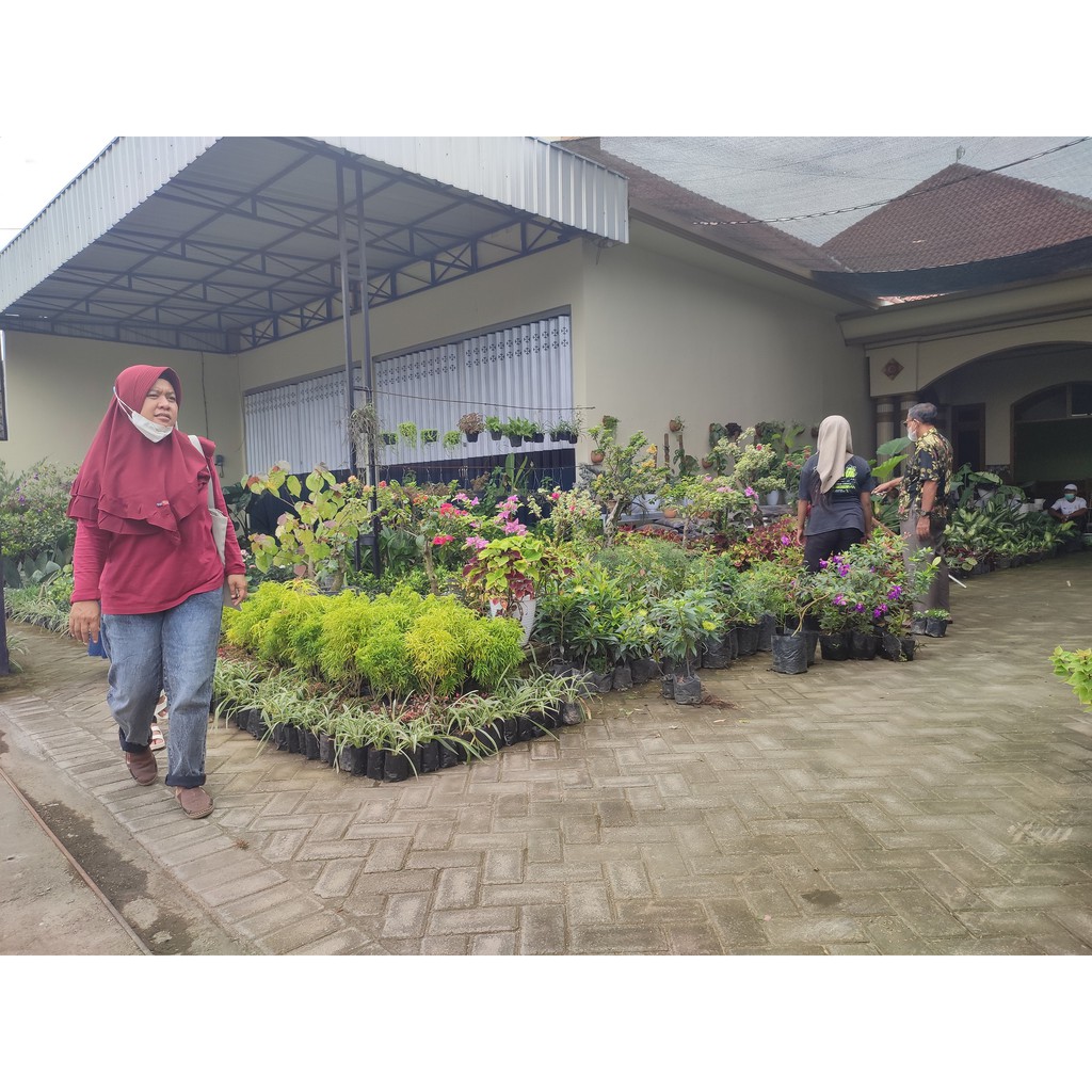 TANAMAN GANTUNG TANAMAN HIAS BUNGA PELLIONIA REPENS MURAH