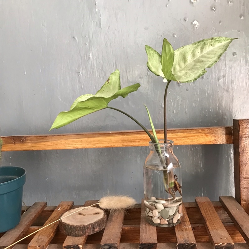 HIASAN BOTOL KACA + TANAMAN SIRIH GADING AIR AESTETIK AESTHETIK RUMAH