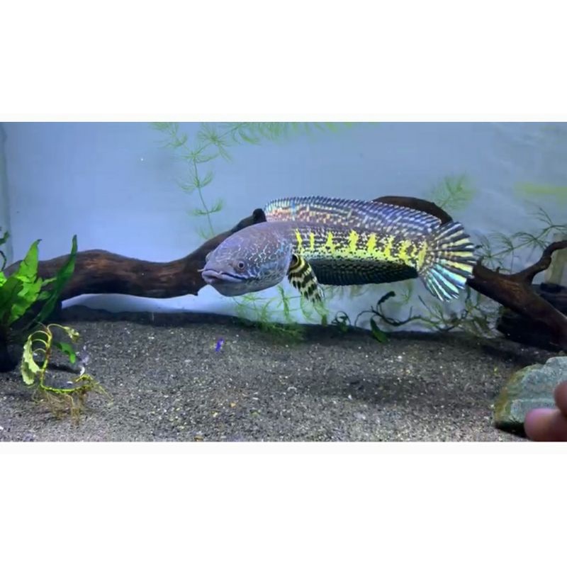 Channa auranti grade A ( kolprian)