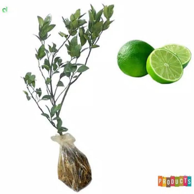 bibit pohon jeruk nipis cangkok