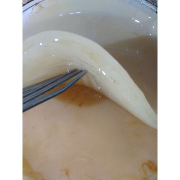 

Bibit Scoby Jamur Kombucha 14 CM Steril Termurah Tebal