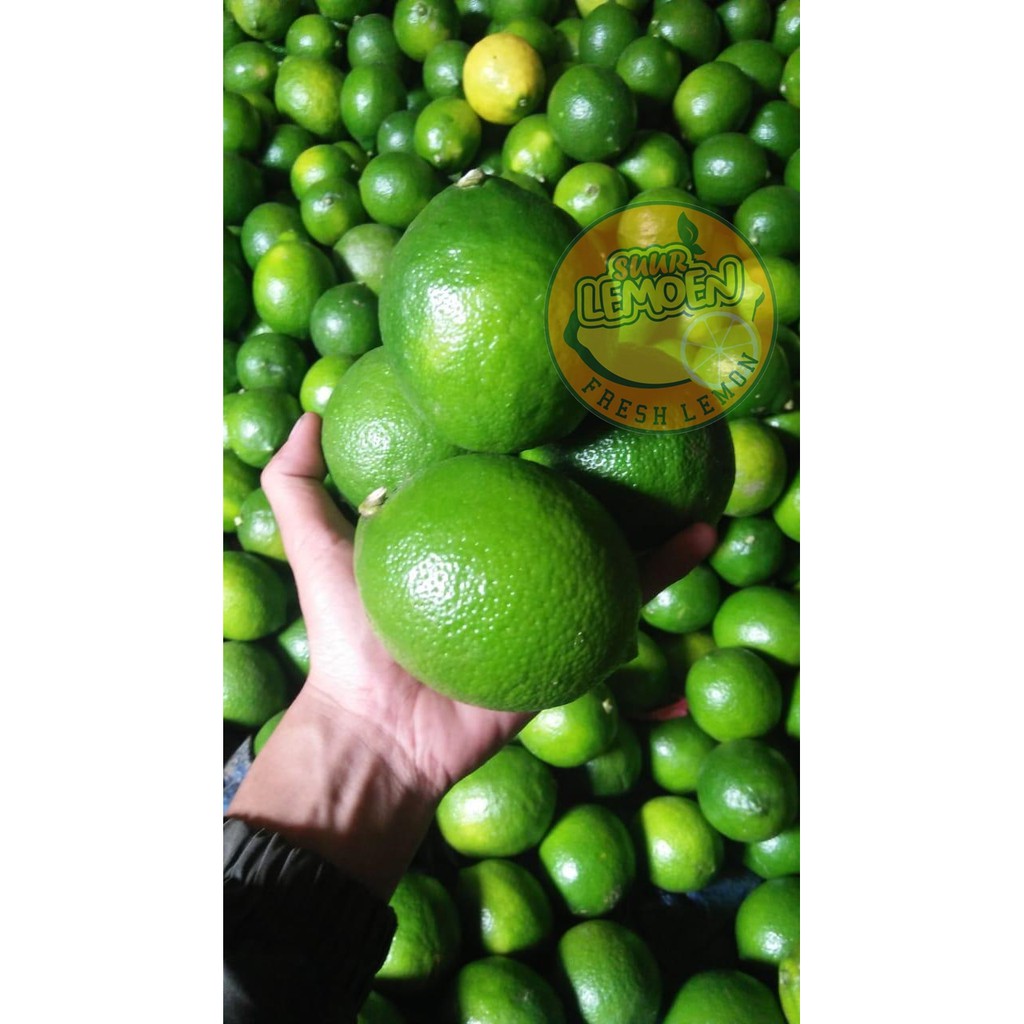 Jeruk Lemon California HIJAU 1/2 kg 500 gram by Suur Lemoen ID