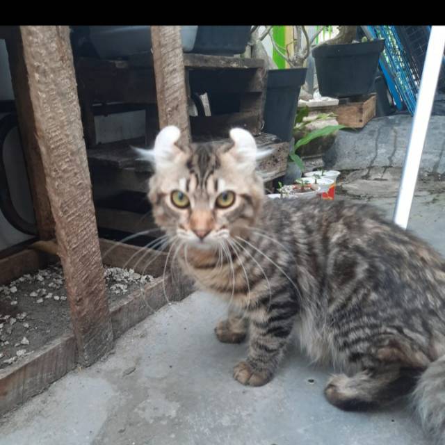 American Curl Longhair