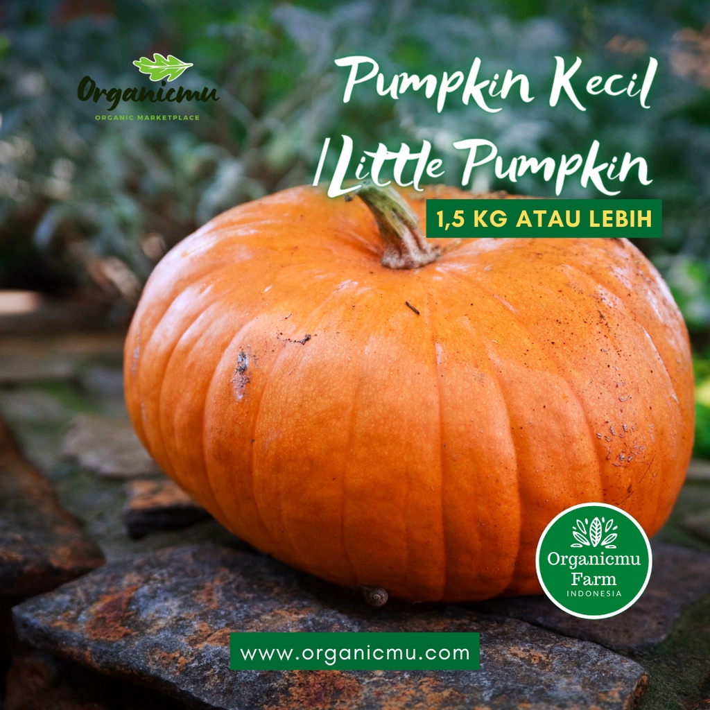 

Organicmu - Pumking Kecil 1,5 kg
