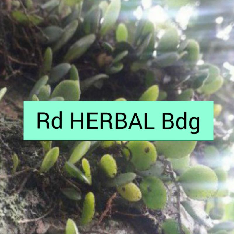 

Daun Picisan Daun Sisik Naga Segar Kemasan 1Kilo Gram