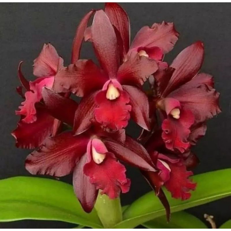 TANAMAN HIAS ANGGREK DENDROBIUM// RED MARRON