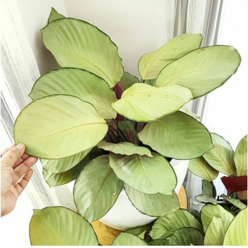 tanaman hias calatea silver plate - calatea - silver plate - tanaman hias calatea