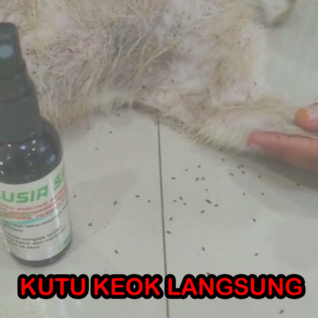 OBAT KUTU KUCING SPRAY BERGARANSI MEMBUNUH KUTU DALAM 10 DETIK FORMULASI GERMAN - REVOLUSIA SPRAY