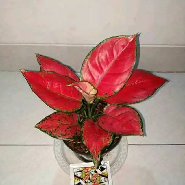 Tanaman Hias Aglonema Red Anjamani | Aglonema red anjamani