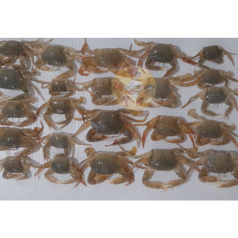 

KEPITING KECIL / BABY CRAB 500 gram