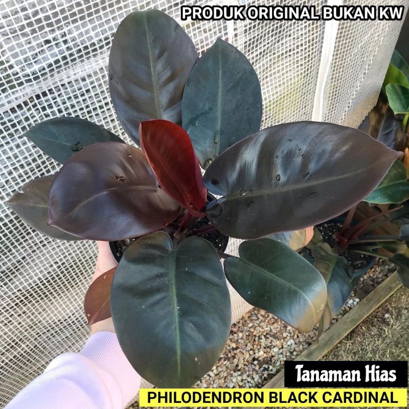 Tanaman hias philodendron black cardinal - Tanaman hias - Philodendron Black Cardinal