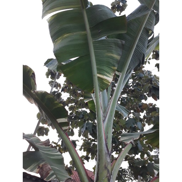 anakan pisang varigata