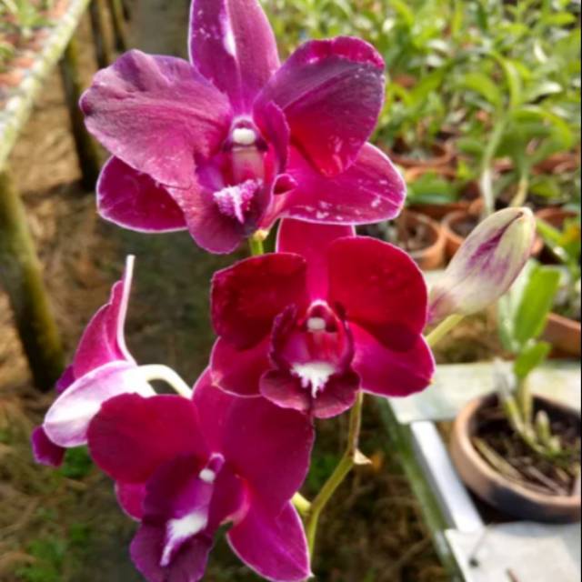 Anggrek dendrobium Fineball Dewasa siap spike
