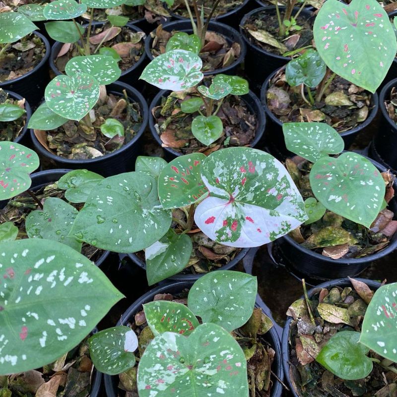 UMBI/BONGGOL Umbi Caladium Tricolour Hybrid - Caladium Thailand