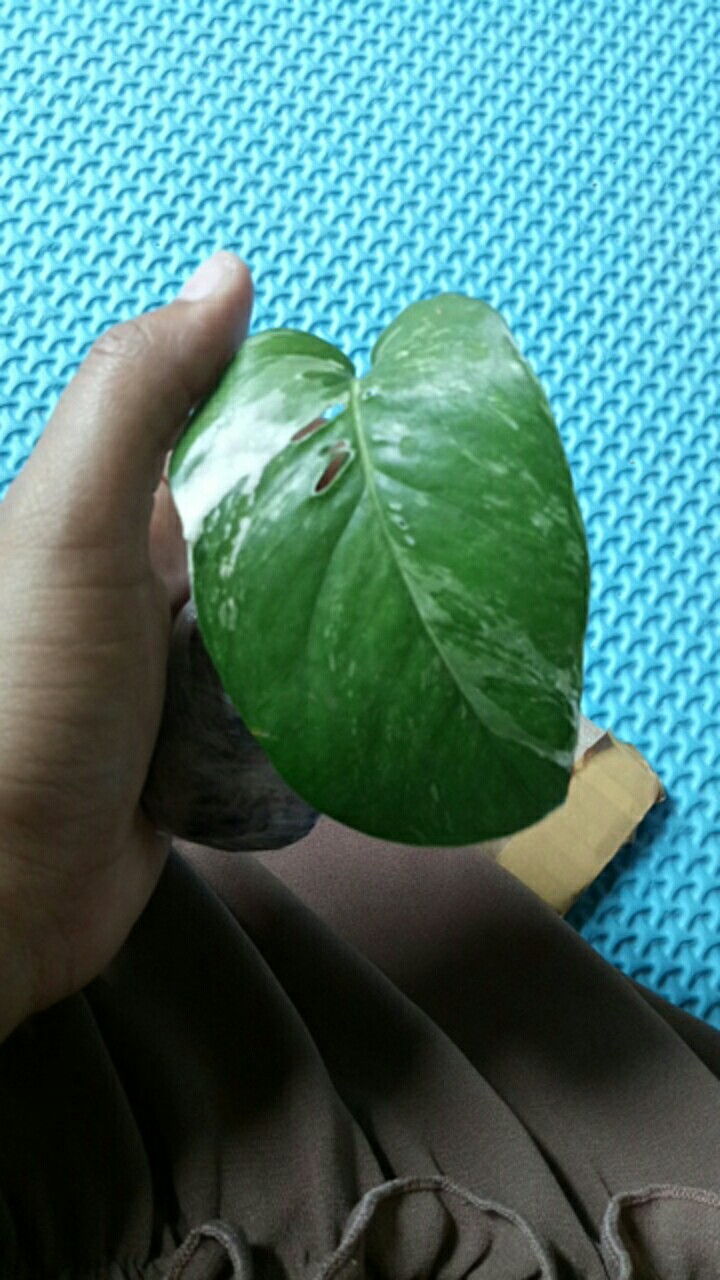 Bibit Tanaman Hias Monstera Epipremnum Varigata Satu Daun