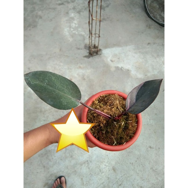 PPP Philo Pink Princess Realpic ekonomis