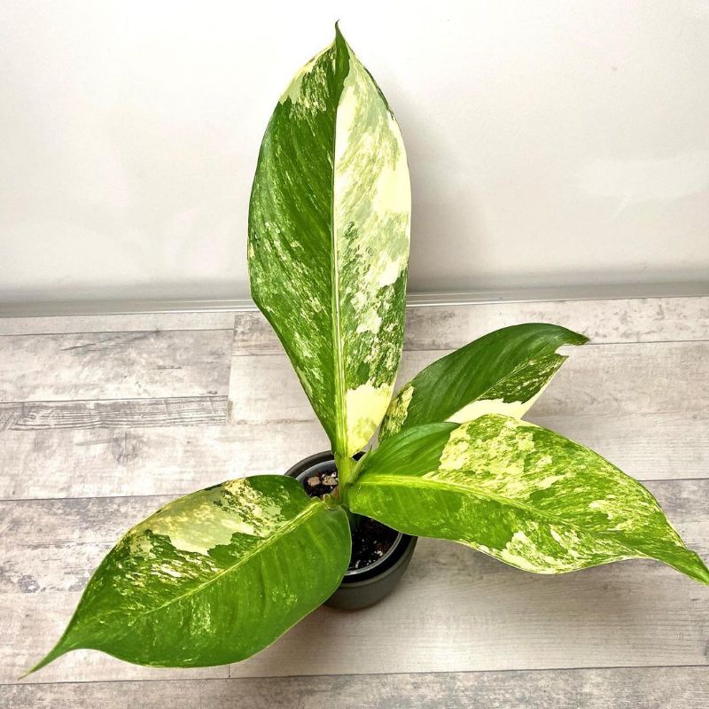 Tanaman hias Dieffenbachia big ben / Dieffenbachia aurea Giant Variegata / Dieffenbachia panglima va