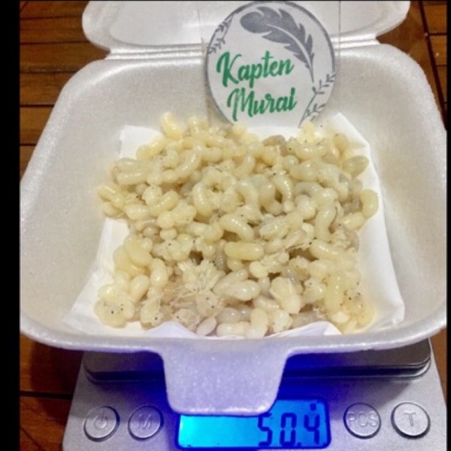 KROTO SEGAR KHUSUS TELUR BESAR 50 GRAM / 1/2 ONS