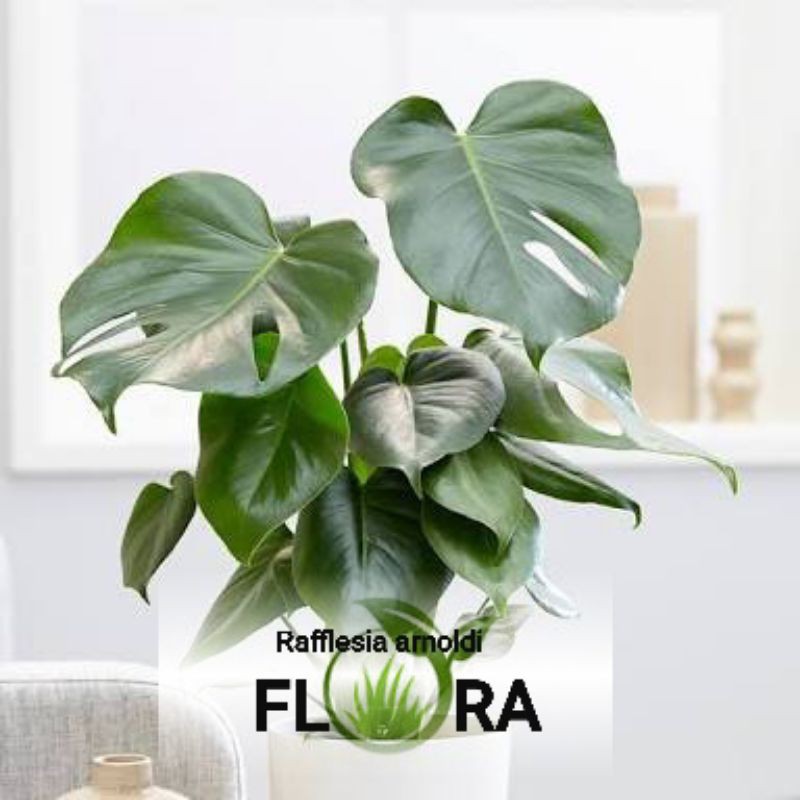 Tanaman Hias Monstera Deliciosa Tanaman Hias Monstera Murah Shopee Indonesia