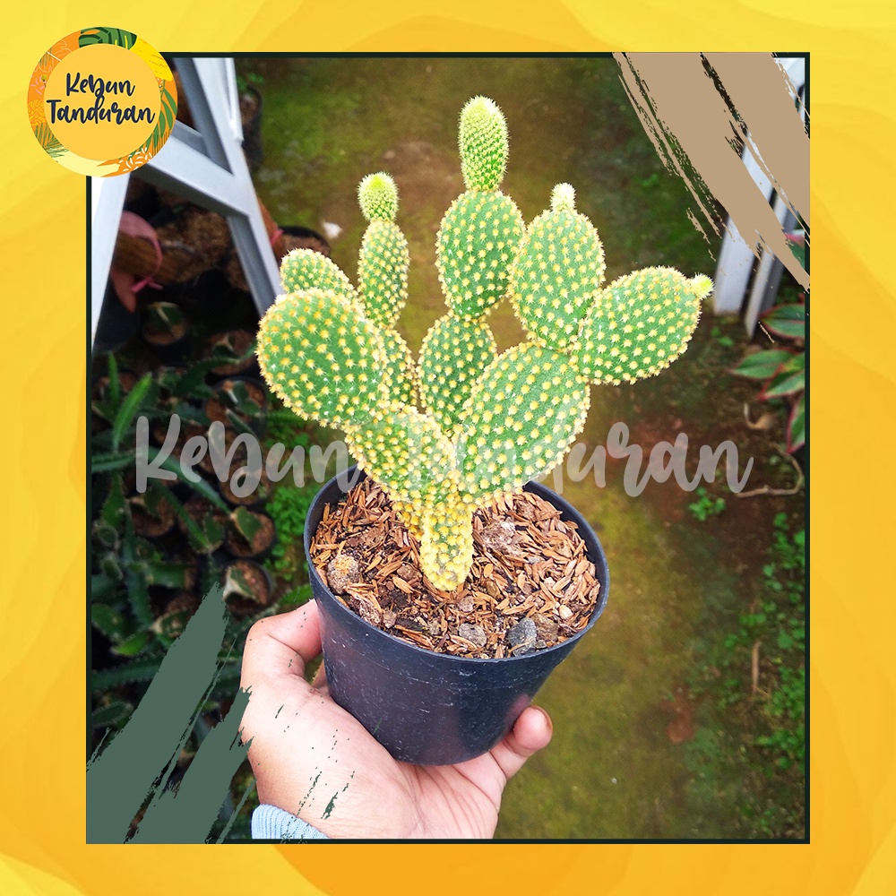 Kaktus Sukulen Mickey Mouse Ownroot Duri Kuning - 037 Kaktus Centong / Opuntia Microdasys