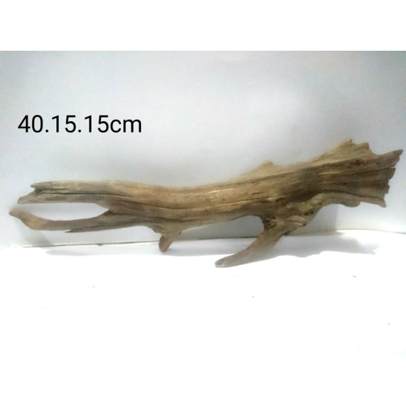 Kayu Rentek Santigi Laut Driftwood Asli Santigi Erosi