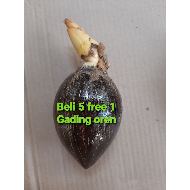 Bibit Bahan Bonsai kelapa gading oren