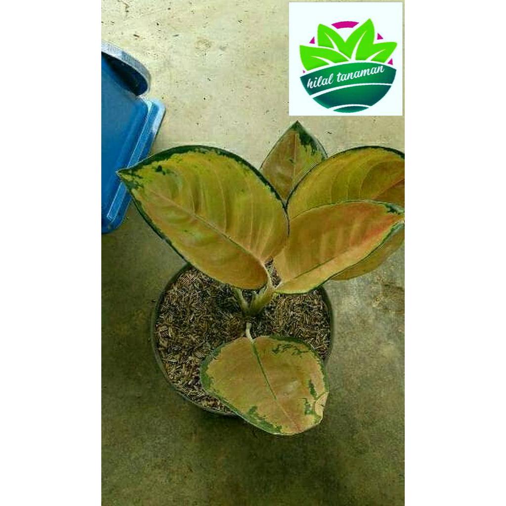 

bibit aglonema sultan brunei
