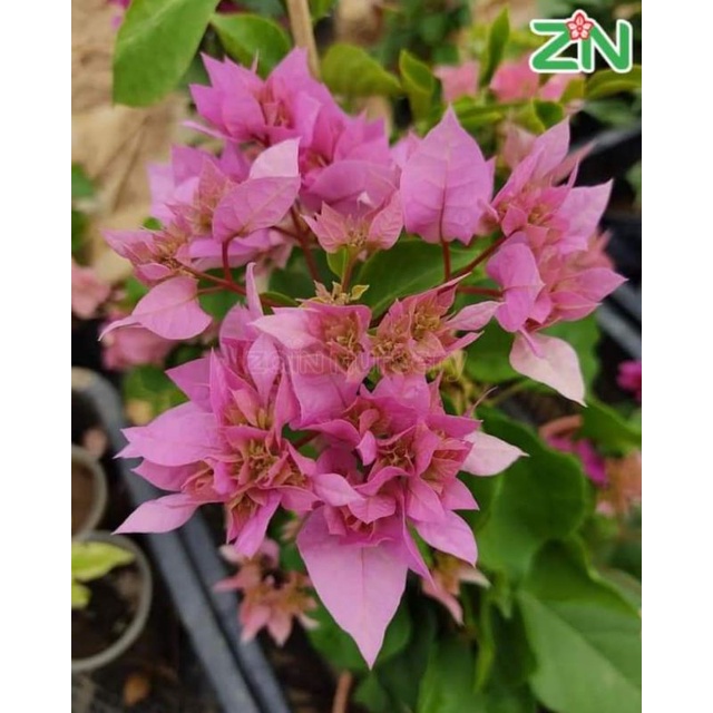 BATANG STEK BOUGENVILLE HAWAI PINK (3 BATANG)