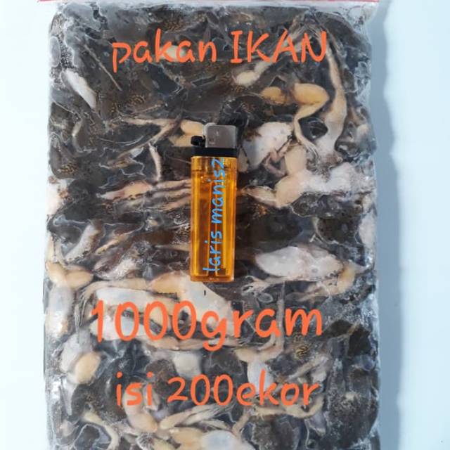 Katak sawah/kodok sawah pakan ikan arwana beku fress