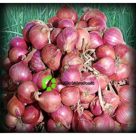 25 Butir Benih Bawang Merah Sanren Repacking (Panah Merah)