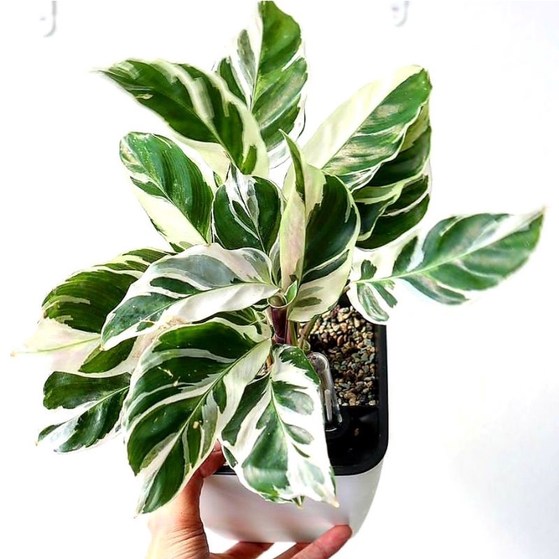 Calathea White Fushion/ calathea/ Calathea murah /Calathea crimson / Calathea Orbyfolia /Bunga Calat
