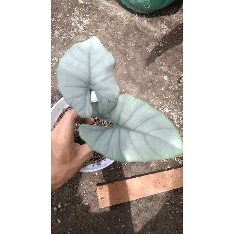 alocasia reginae silver