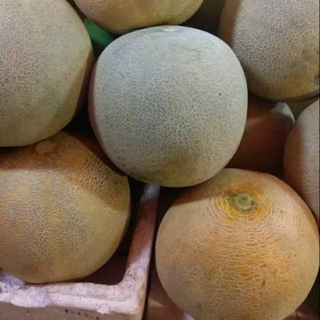 

Melon madu 1pcs