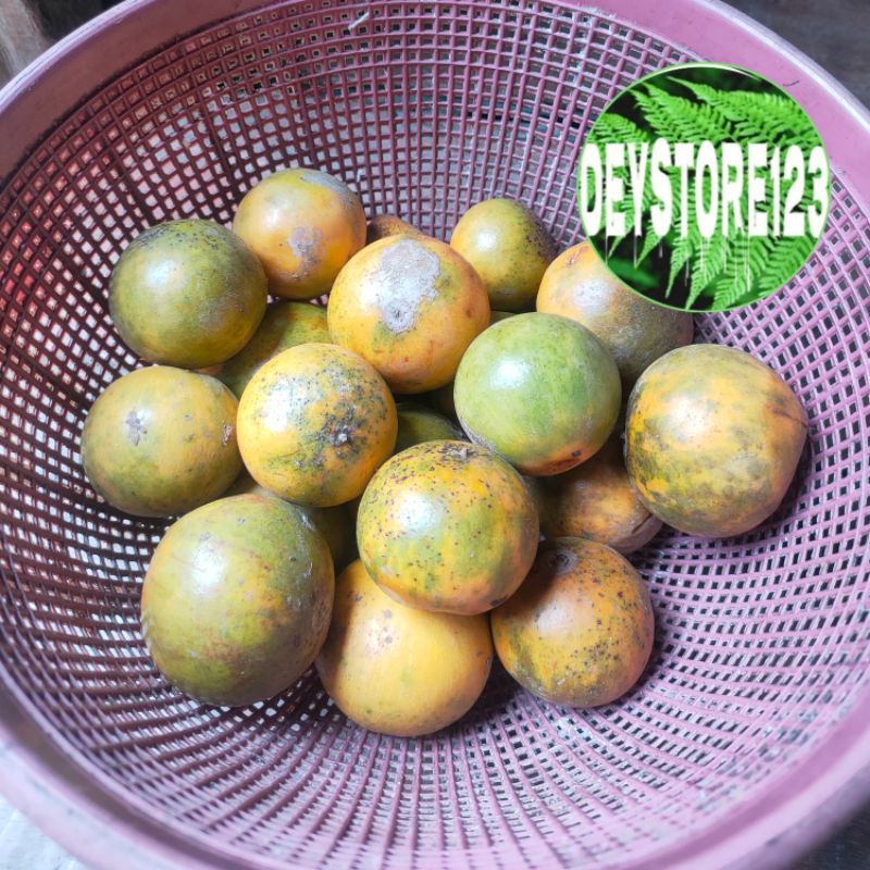 

Buah Campoleh Sawo belanda paket 500 grm