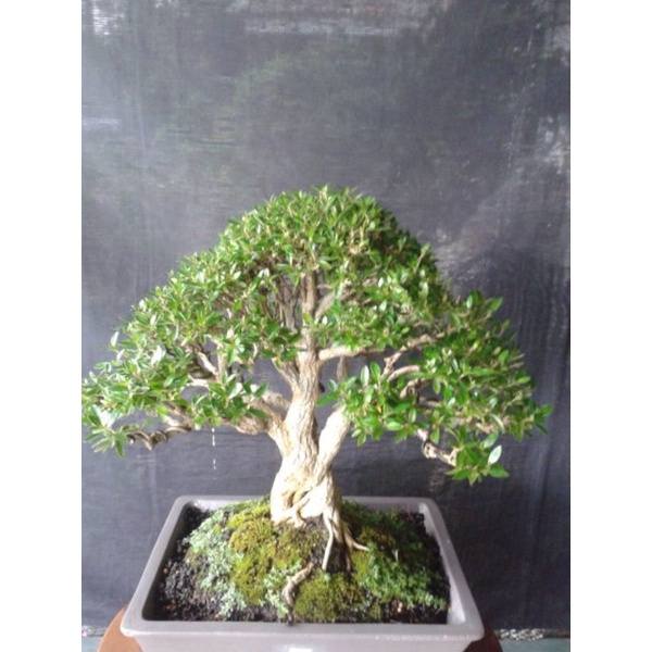 bibit bonsai seribu bintang