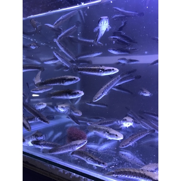 channa blue pulchra 5-6cm