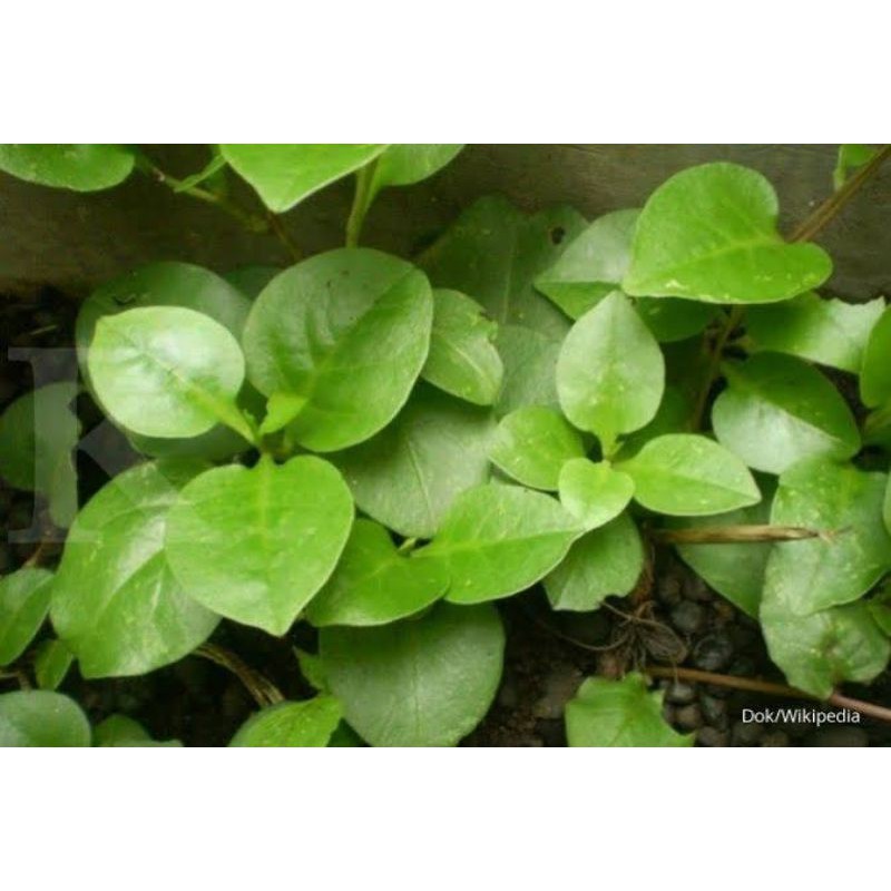 

Daun Binahong