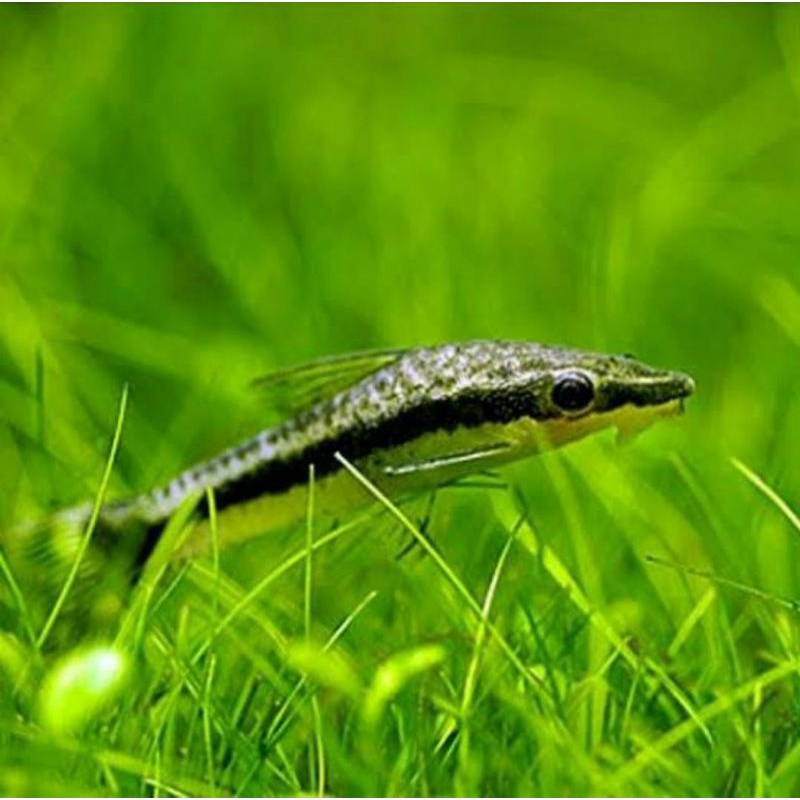 IKAN OTOCINCLUS AFFINIS / ALGAE EATER