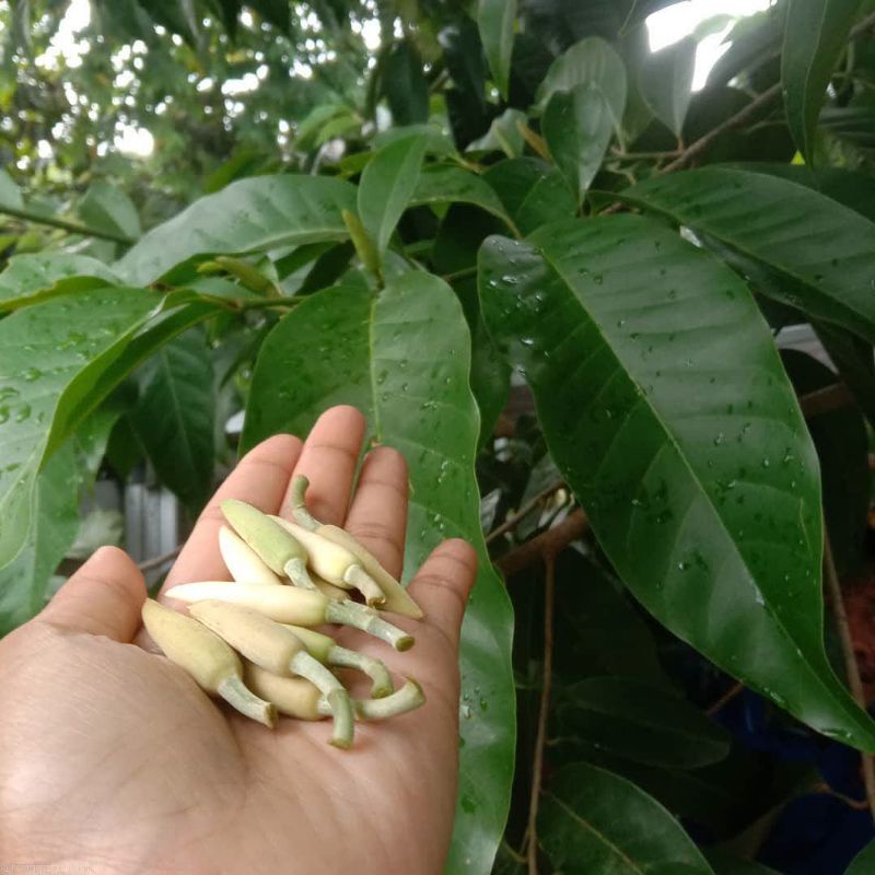 Bunga Cempaka Putih Kembang Kantil Putih
