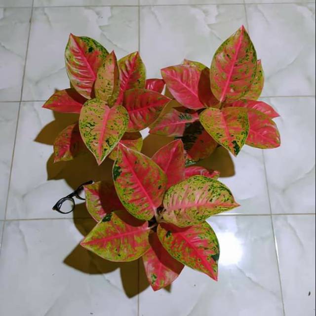 Aglonema mahaseti