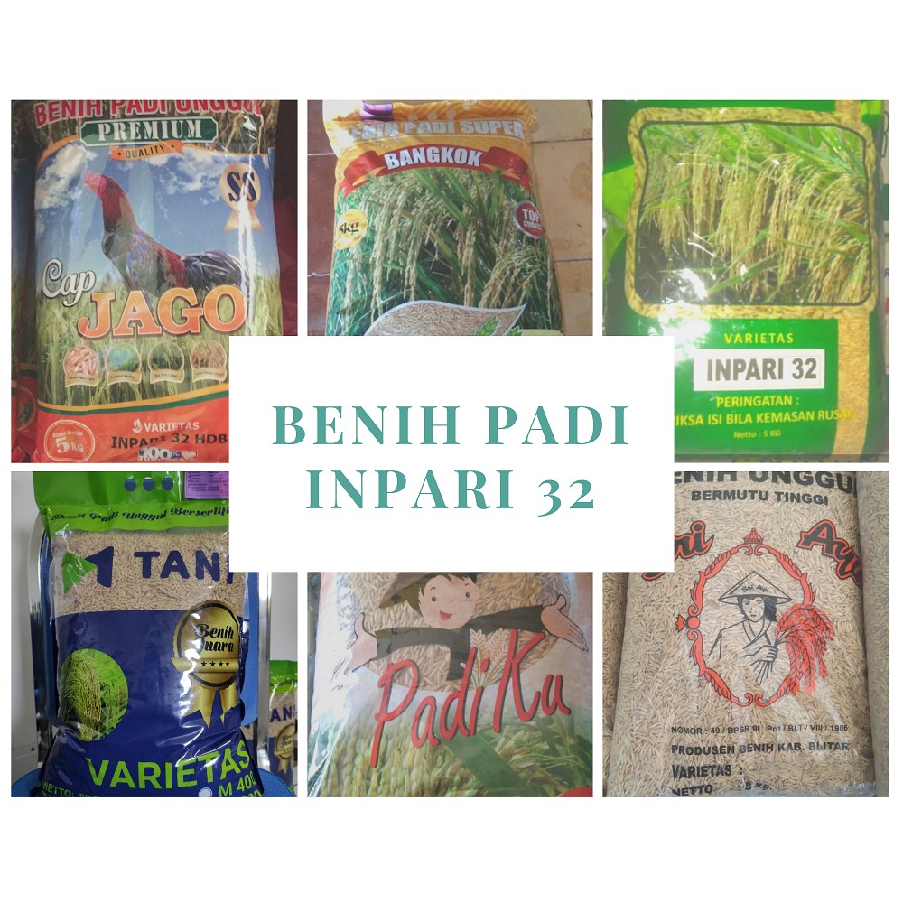 Jual Benih Padi Inpari Shopee Indonesia