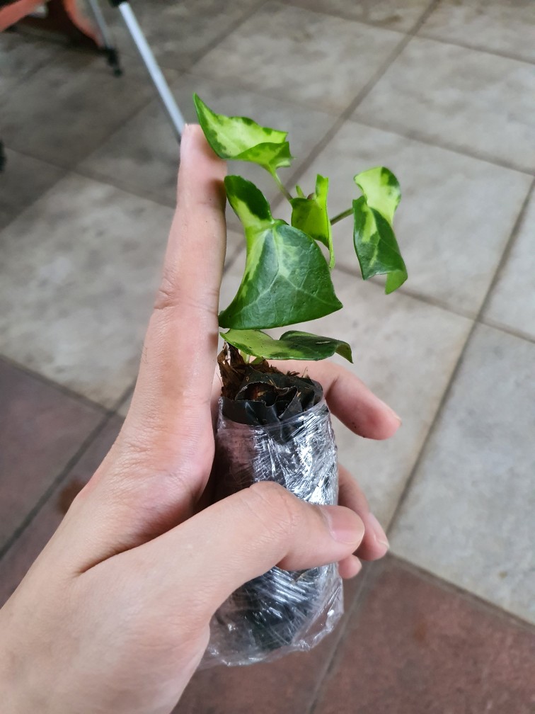 Tanaman Gantung Ivy Varigata Ivi Variegata