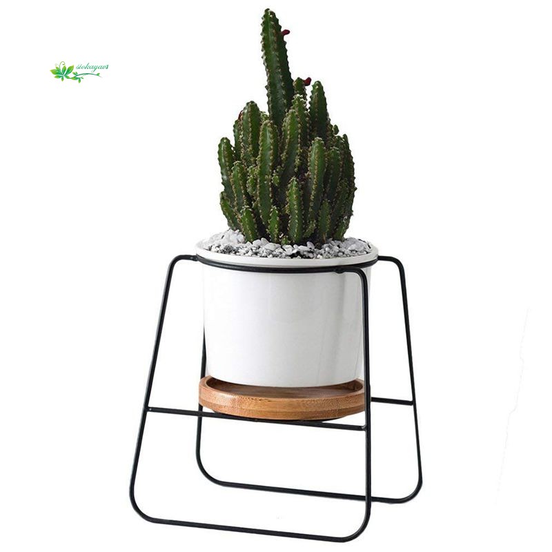  Pot  Tanaman Kaktus  Succulent 6 30 Inch Bentuk Bulat Bahan 