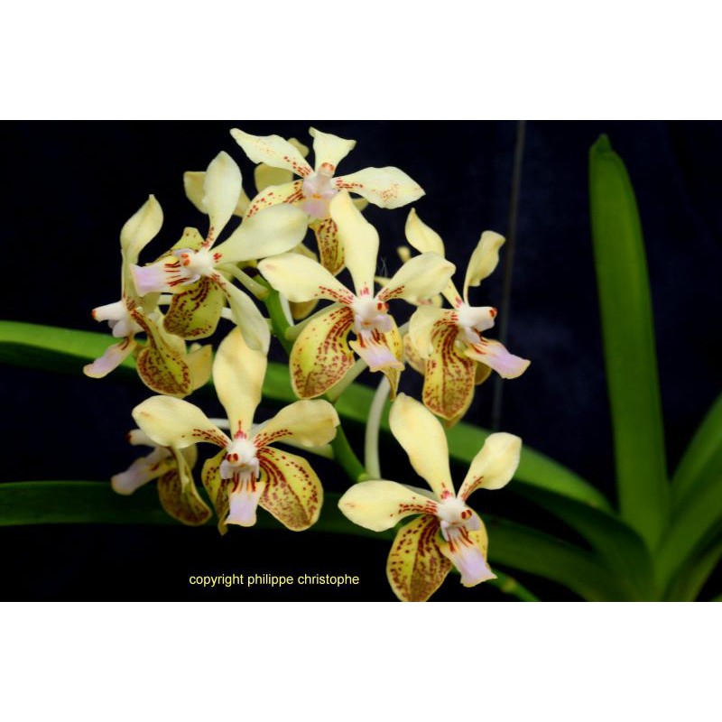 Anggrek Vanda Lamelata Spesies
