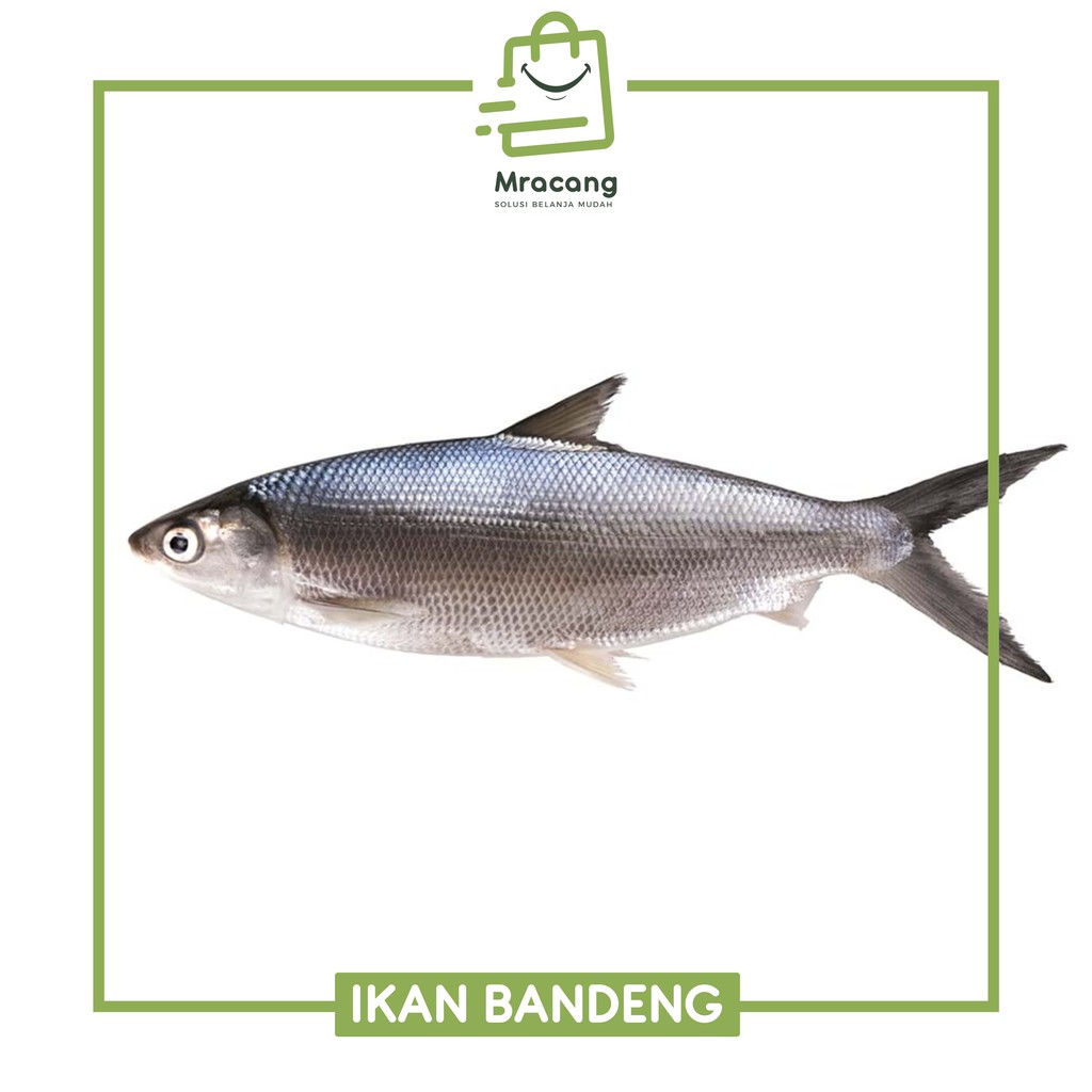  Gambar Ikan Bandeng  Gambar  Ikan  HD