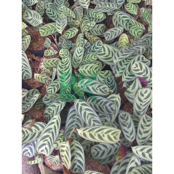 PROMO!! Tanaman Hias Calathea Stromata -  kalatea sepat - burlmaxii - BAKUL KEMBANG