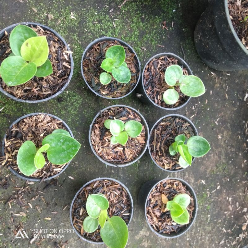 anthorium jemani mangkok grandpa