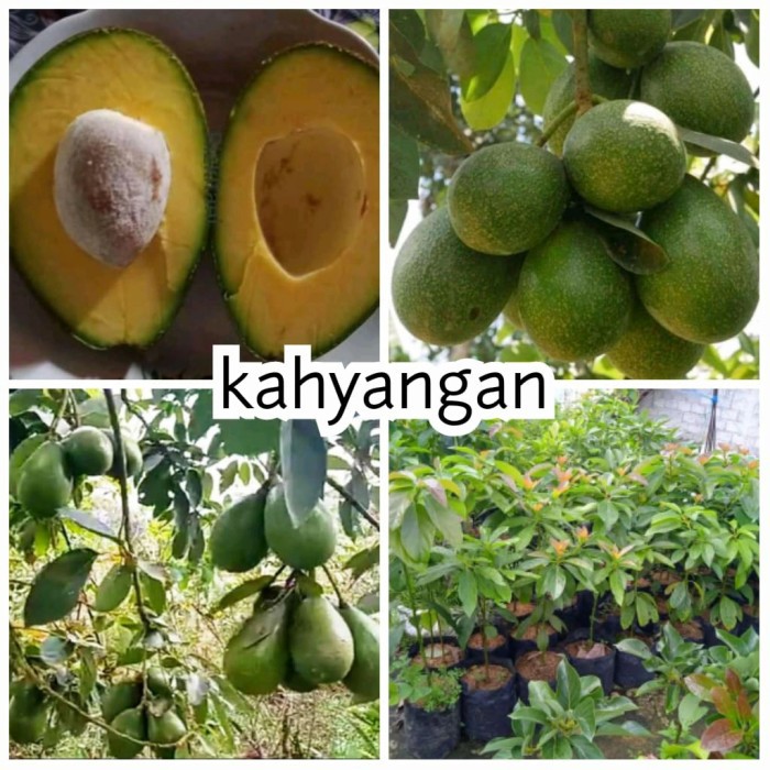 BIBIT TANAMAN BUAH ALPUKAT KAHYANGAN PEMBENIHAN BIBIT TANAMAN BUAH ALPUKAT KAHYANGAN