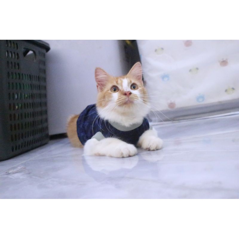 Kaos rumahan warna biru lucu untuk kucing / Baju kucing murah size S M L XL